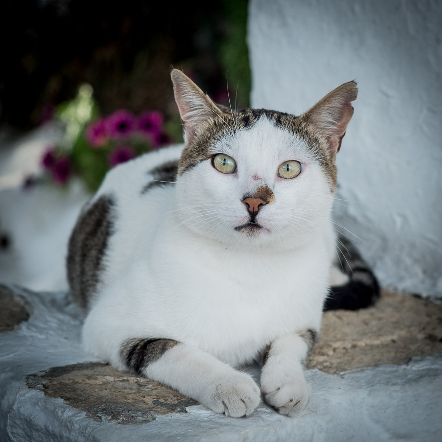 Folegandros Island, Well-cared House Cat