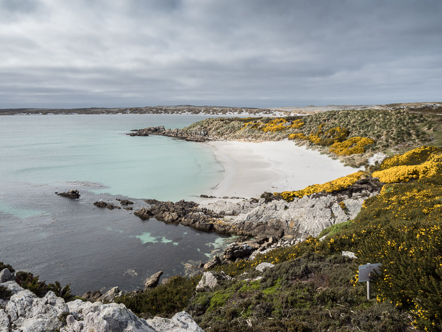 Gypsey Cove - Falkland Islands