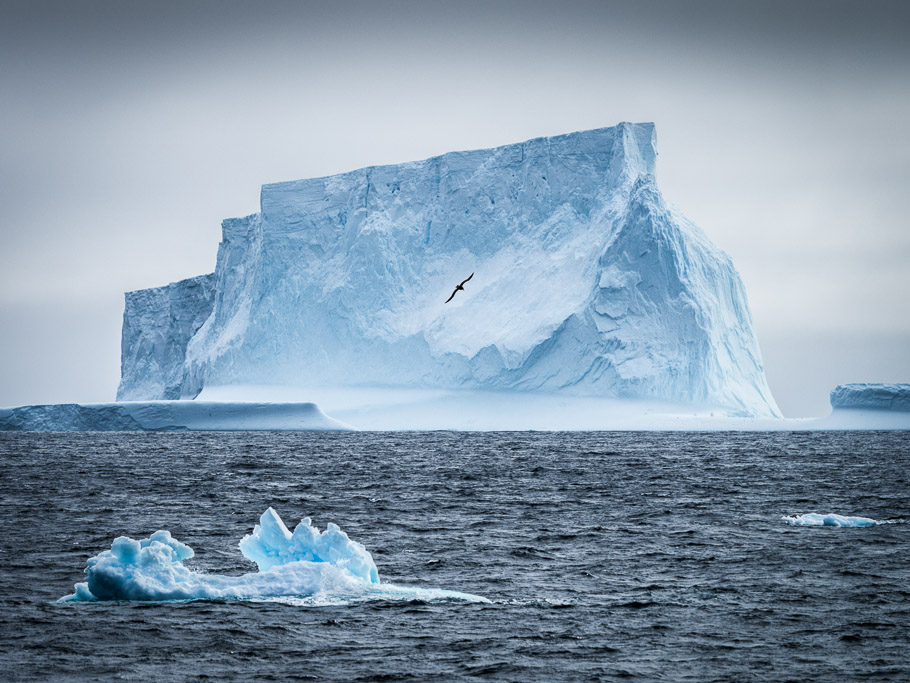 Iceberg and Bird