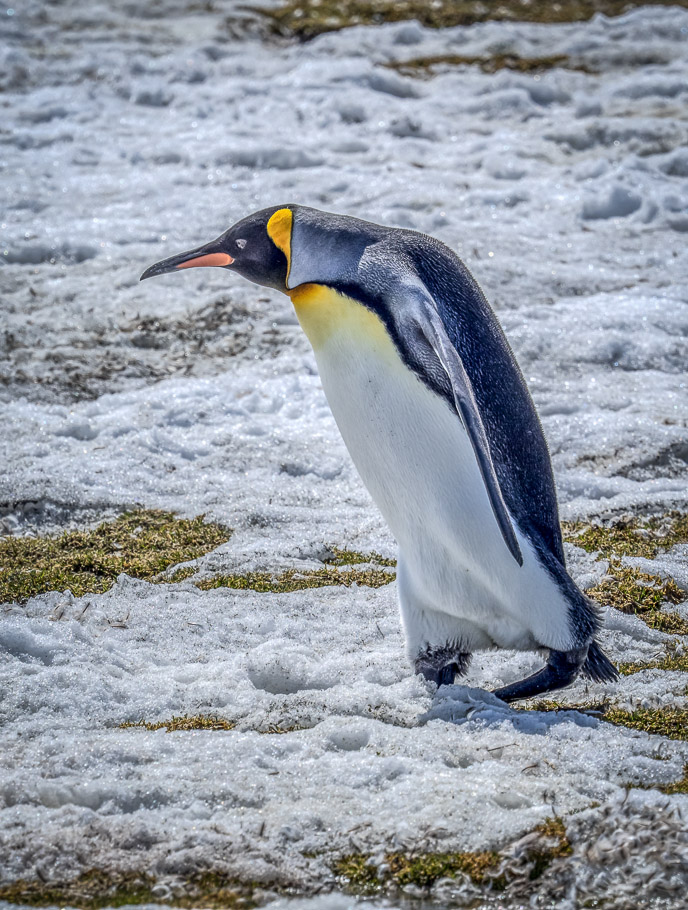 Dejected King Penguin at St Andrews Bay - South Georgia
