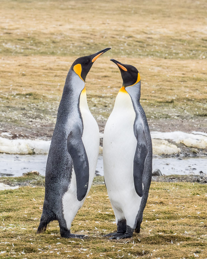 'I'm Taller than you' - Salisbury Plain, South Georgia