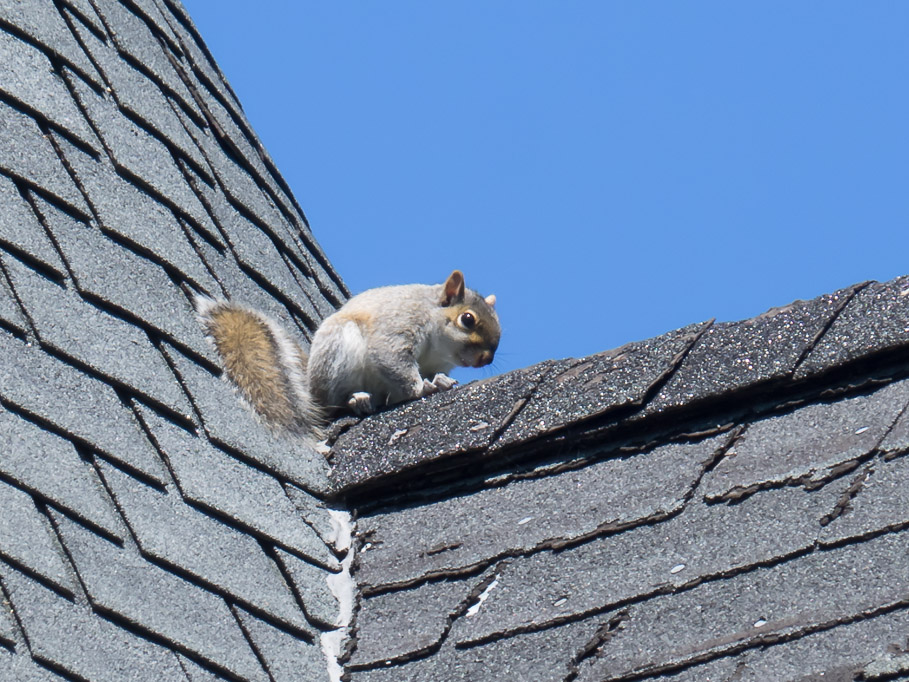 Squirrel on the Roof, Pointe-Claire village - Montreal