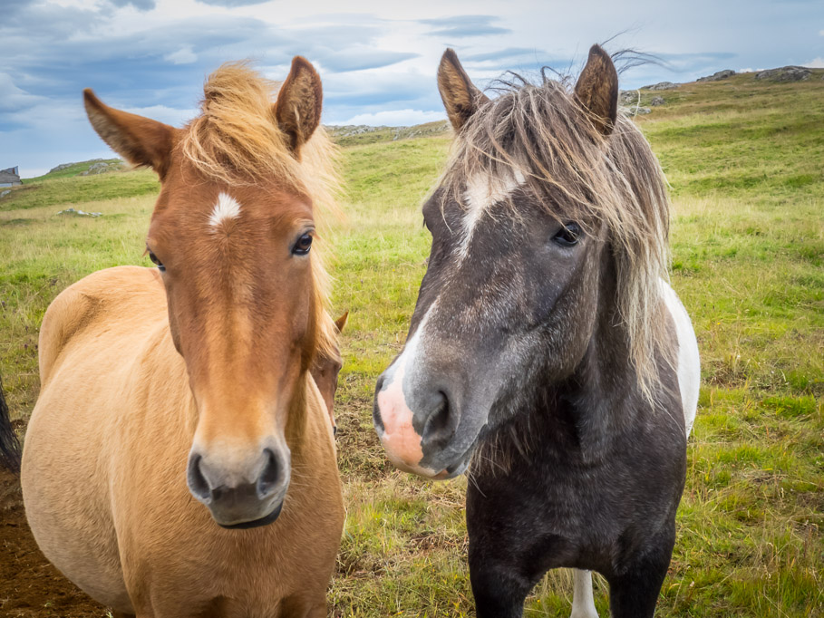 More Icelandic horses