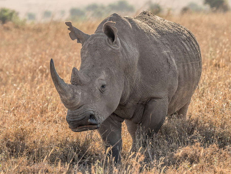 White Rhino - Nairobi National Park