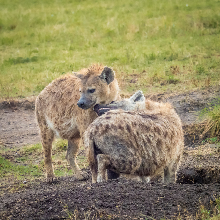 Hyenas - Maasai Mara