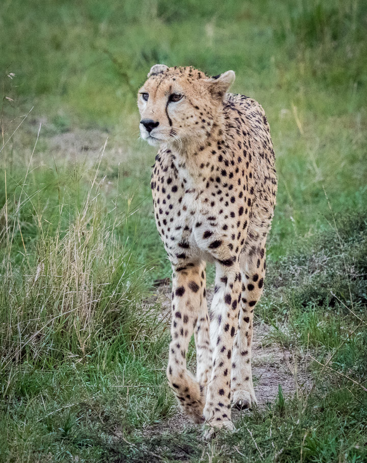 Cheetah - Maasai Mara