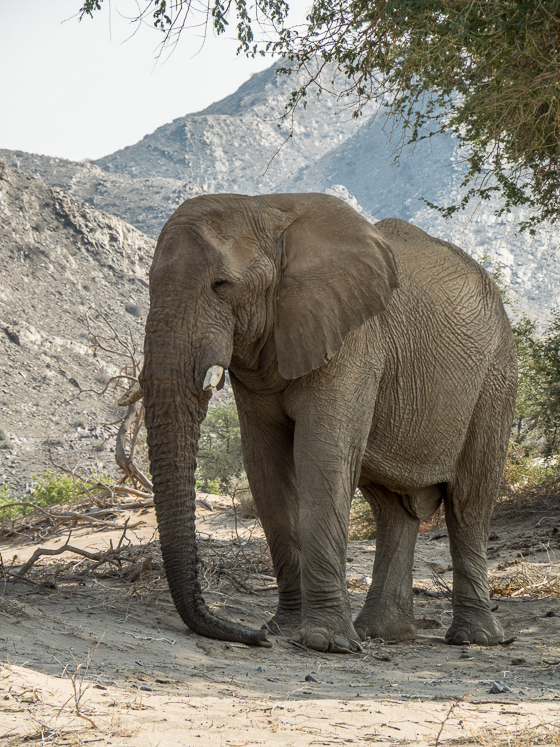 Old Bull Desert Elephant - Damaraland