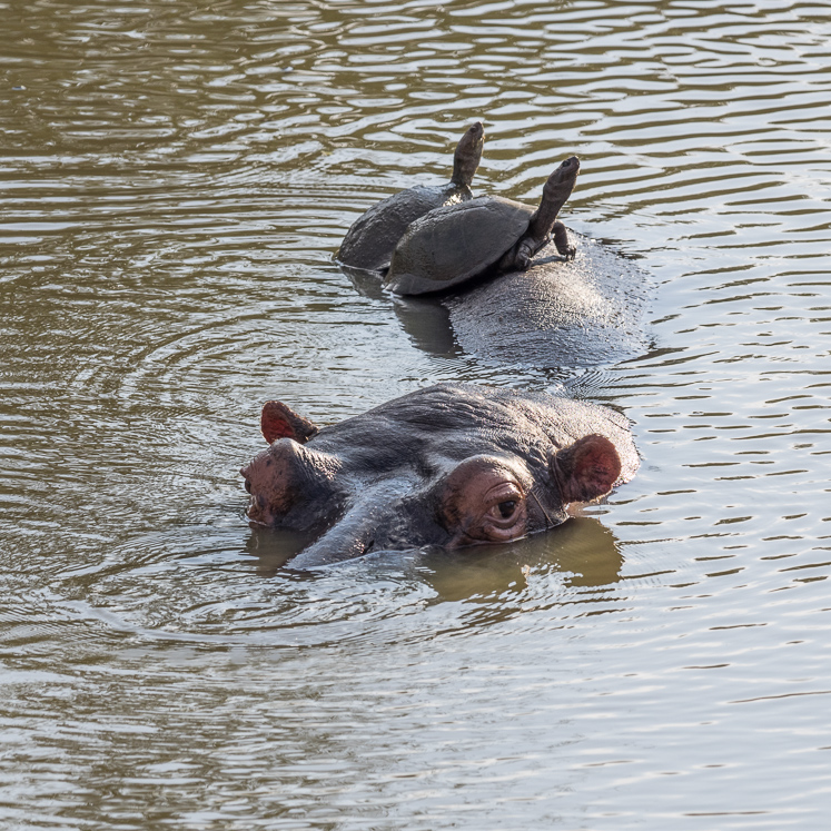 Hippo and Terrapins