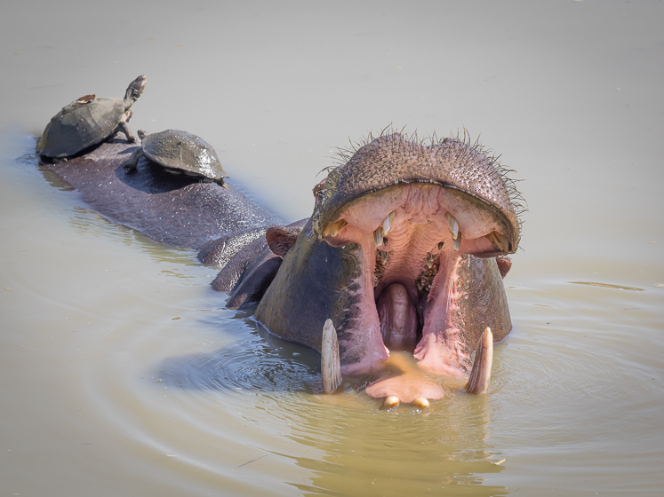 The Hippo Yawn
