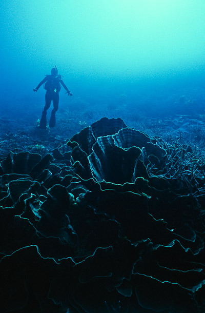 Diver and Coral Silhouette