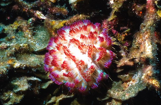 Sea urchin (Asthenosoma varium?)
