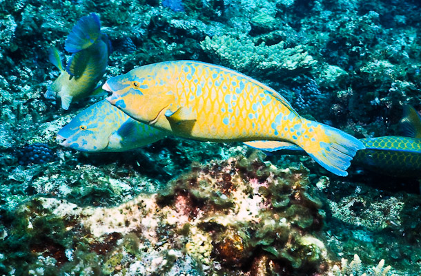 Parrotfish (Scarus sp)