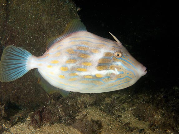 Leatherjacket - Busselton Jetty