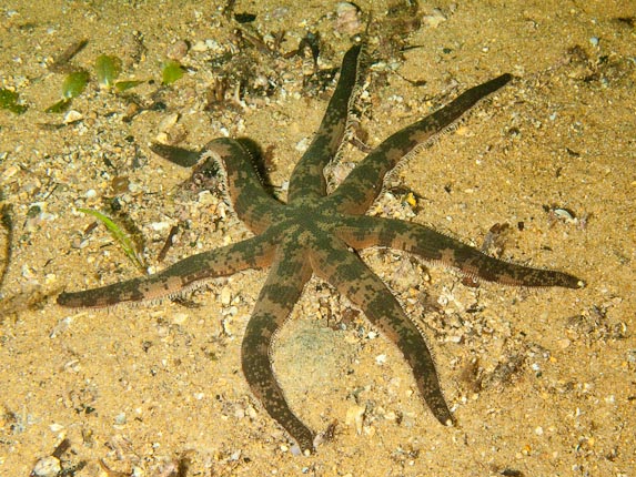 Starfish - Busselton Jetty
