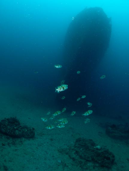 Bow and Globefish - Swan Wreck