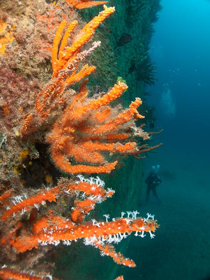 Soft corals, bow and Mark - Swan Wreck