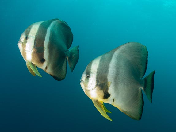 Two Batfish - Swan Wreck