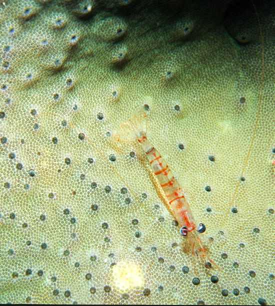 Shrimp on Coral