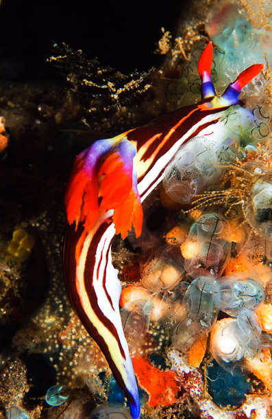 Nembrotha Purpureolineata - Amed Bay