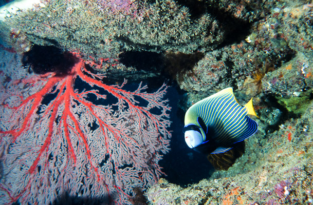 Pomacanthus Imperator - Rubble Reef