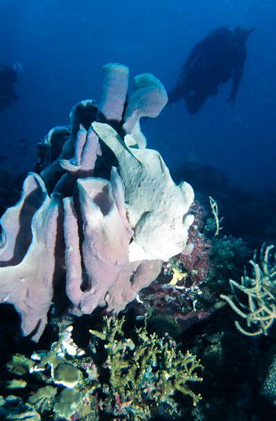 White Frogfish