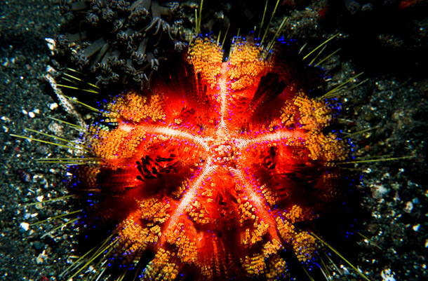 Sea Urchin 