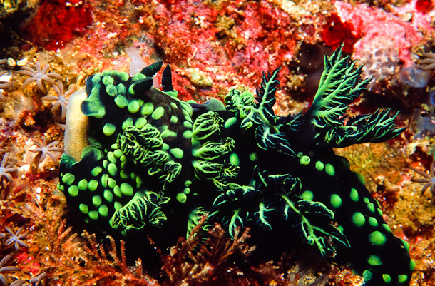 Crested Nembrothas