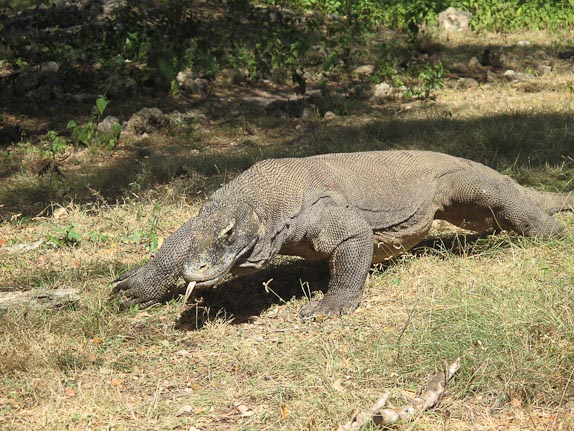 An adult Komodo dragon at Rinca Island