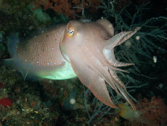 Cuttlefish - Cannibal Rock, Rinca Is, Indonesia