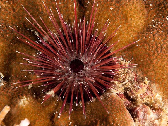 Sea-urchin at Cannibal Rock