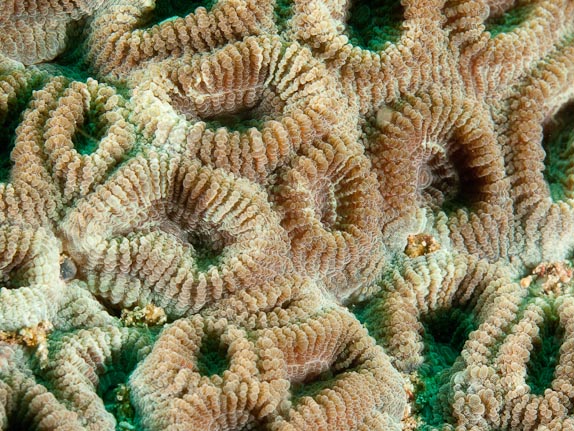 Coral Texture at Yellow Wall