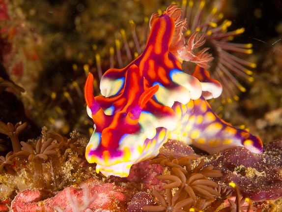 Yellow-ridged Ceratosoma - Torpedo Point