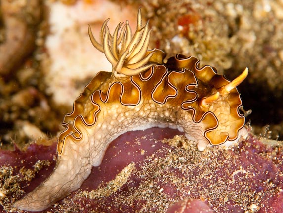 Philippine glossodoris - Torpedo Point