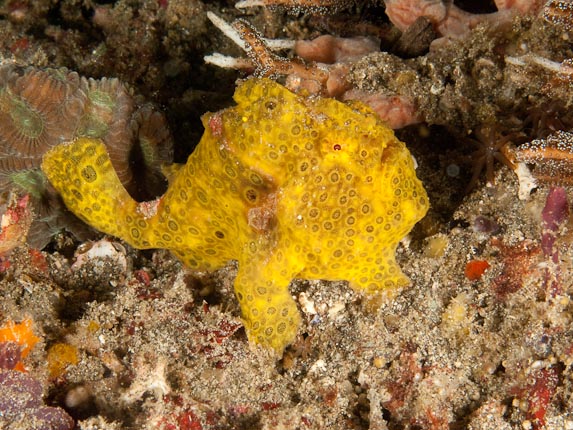Painted Frogfish (Antennarius pictus) at Torpedo Point