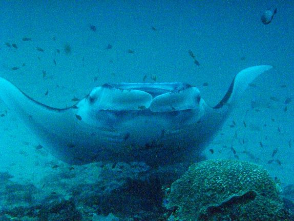 Manta Ray (Manta biostris) at The Alley