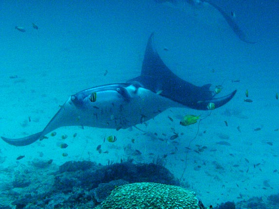 Two Manta Rays (Manta biostris) approach at The Alley