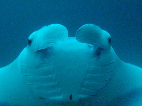 Manta Ray (Manta biostris) portrait at The Alley