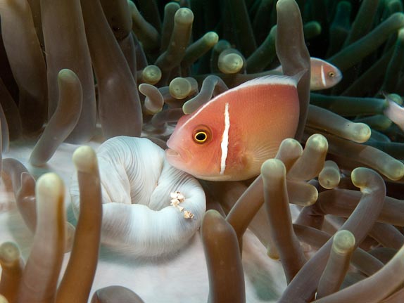 Pink anemonefish in magnificent sea anemone - Pink Beach