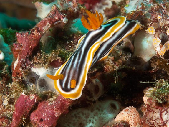 Magnificent Chromodoris (Chromodoris magnifica) at Pink Beach