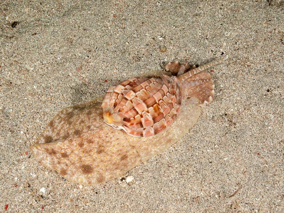 Harp snail out hunting at night at Tiwoho