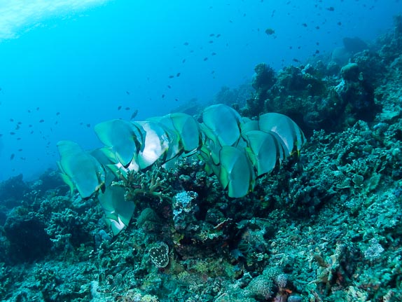Batfish at Bunaken Is