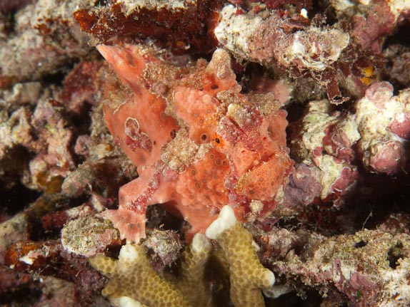 Painted Frogfish at Cabbage Patch