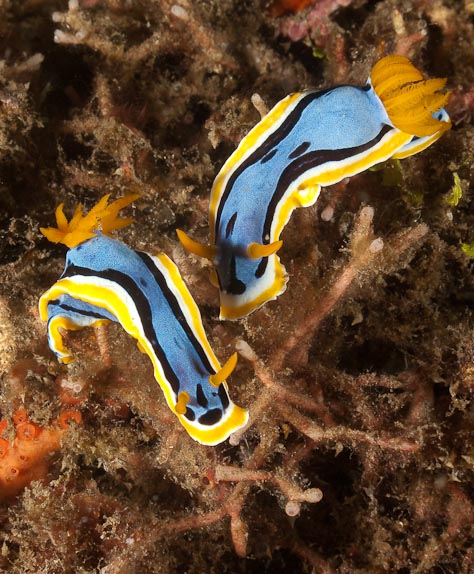 Elizabeth's Chromodoris at Batu Paten Pinnacle