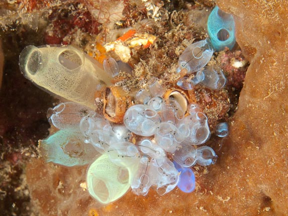 Ascidians at Nudi Falls