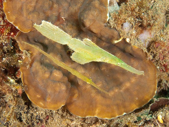 Robust Ghost Pipefish pair at Nudi Falls