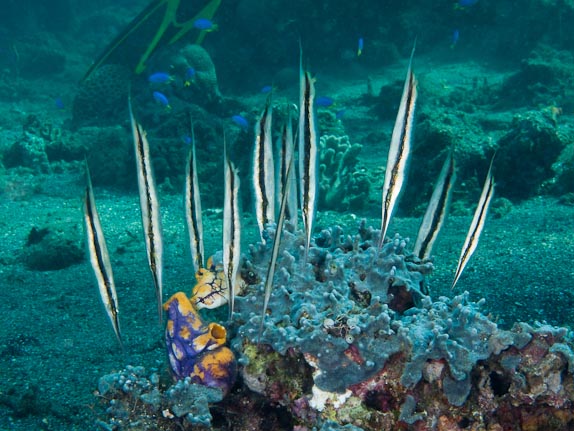 Razorfish - Paradise Jetty, Sulawesi, Indonesia