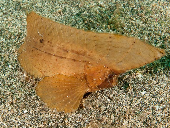 Spiny Waspfish at Peters Point