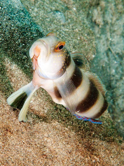 Shrimp goby - Katrin Point, Sulawesi, Indonesia