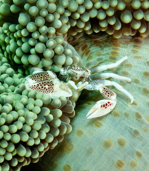 Porcelain crab in anemone at Lekuan III