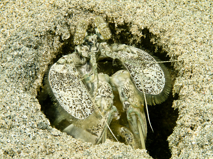 Male Lysioquilliana Maculata Mantis Shrimp at Black Rock